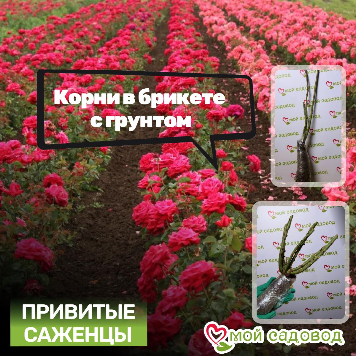 Роза Аполло