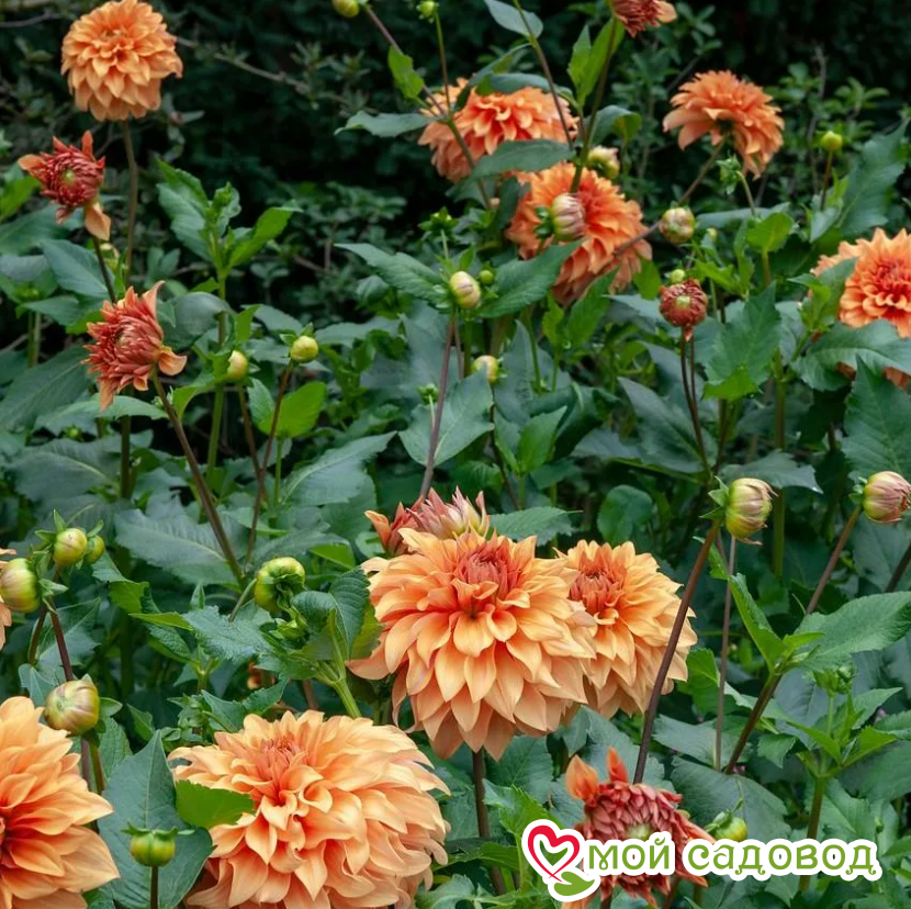 Георгина Спартакус Оранж